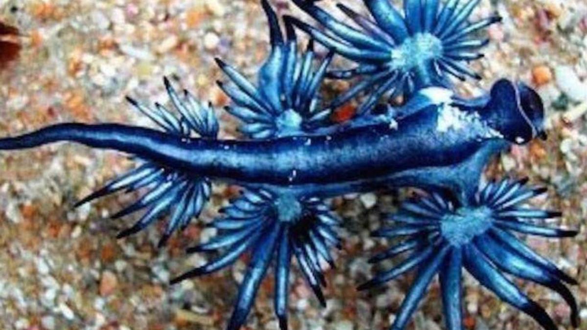 Ejemplar de dragón azul, en una imagen de archivo