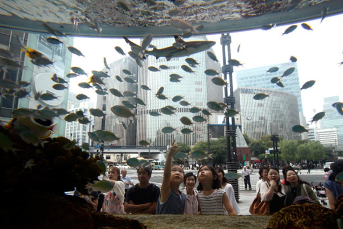 Uns nens observen peixos tropicals originaris d’Okinawa en un aquari provisional ubicat al districte comercial de Ginza, Tòquio (Japó).