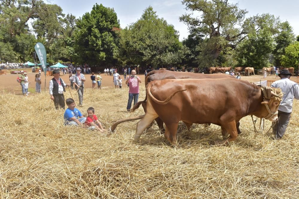 Feria de ganado