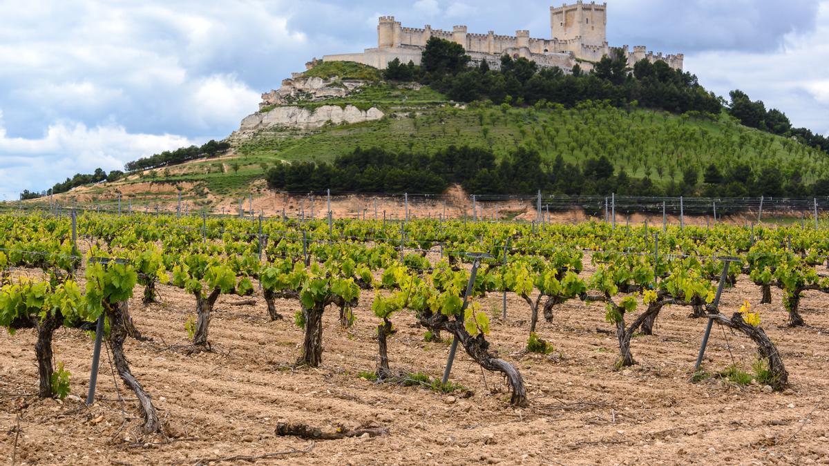 Las vistas de los viñedos, para amantes y no amantes del vino