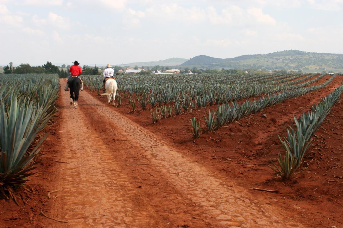 Plantaciones de Agave en Jalisco.