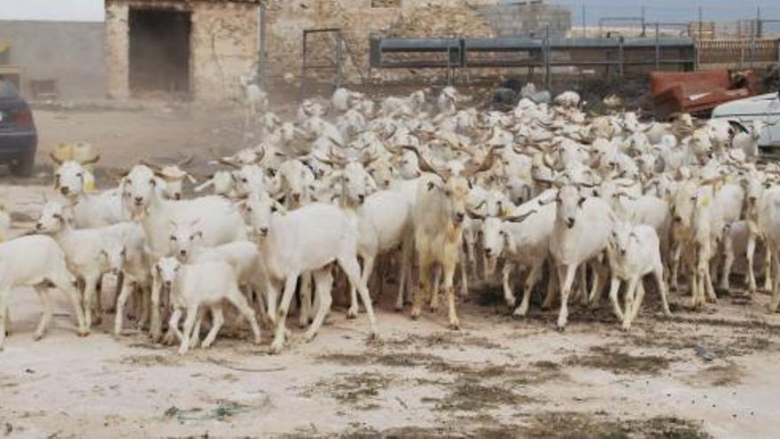 Las cabras del paraje ciezano de El Cagitán se encuentran estos días sin pastor que se ocupe de ellas