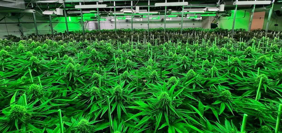 La fiscalia demana penes "més severes" davant l’auge del cànnabis de disseny