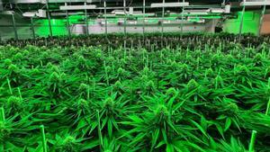 La fiscalia demana penes "més severes" davant l’auge del cànnabis de disseny