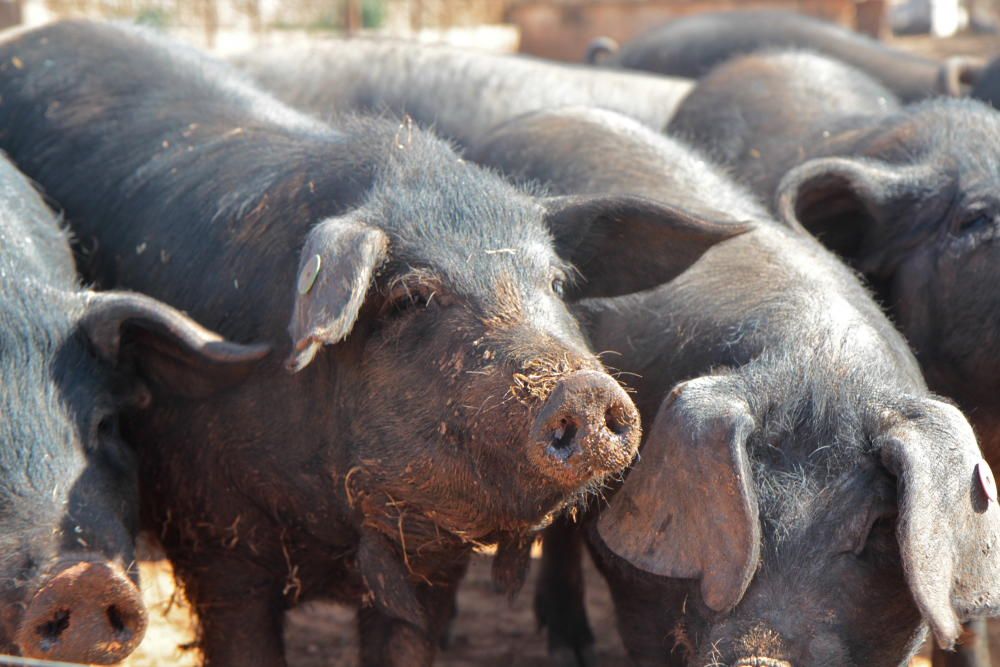 Die Schweine zur Wurst