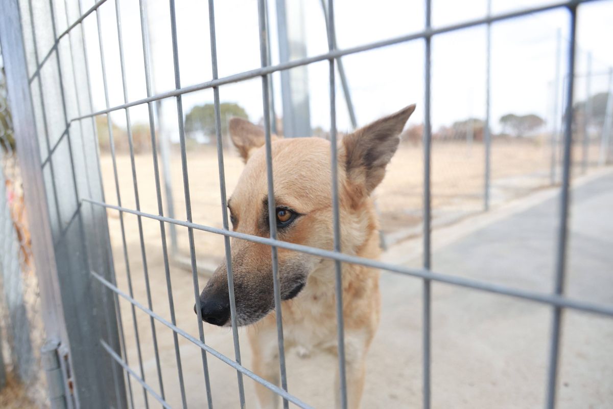 Fotogalería | Así es el nuevo albergue para animales de Cáceres