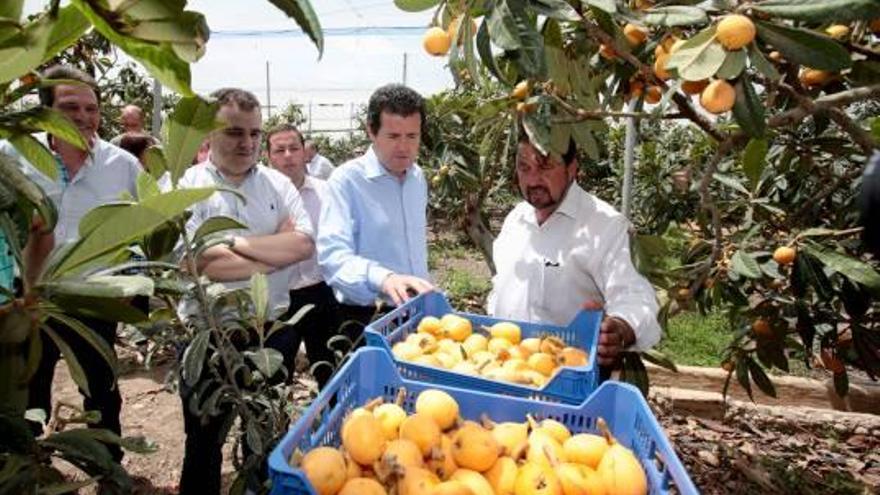 El Consell presionará en Madrid para que el níspero tenga un IRPF del 0,16% para siempre