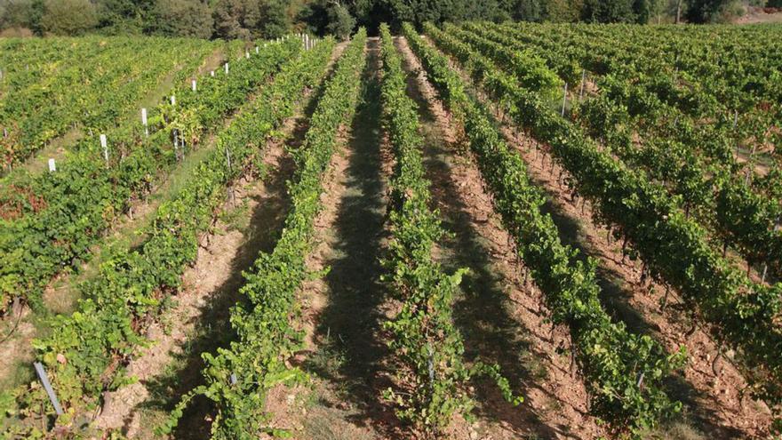 Beade refuerza su viticultura