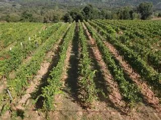 Beade refuerza su viticultura