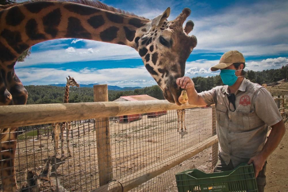 Un safari al límite por el coronavirus