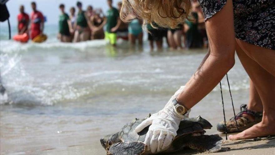 Devueltas al mar tres tortugas bobas tras años de vitaminas y acupuntura