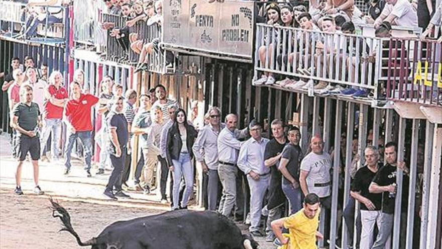 Una nueva ordenanza facilitará la sustitución de ‘bous’ lesionados