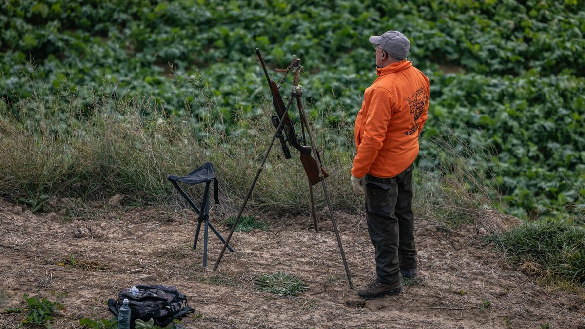 Un caçador amb les armes preparades durant una batuda al Bages