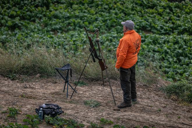 Охотники требуют решения проблемы суперпопуляции косуль