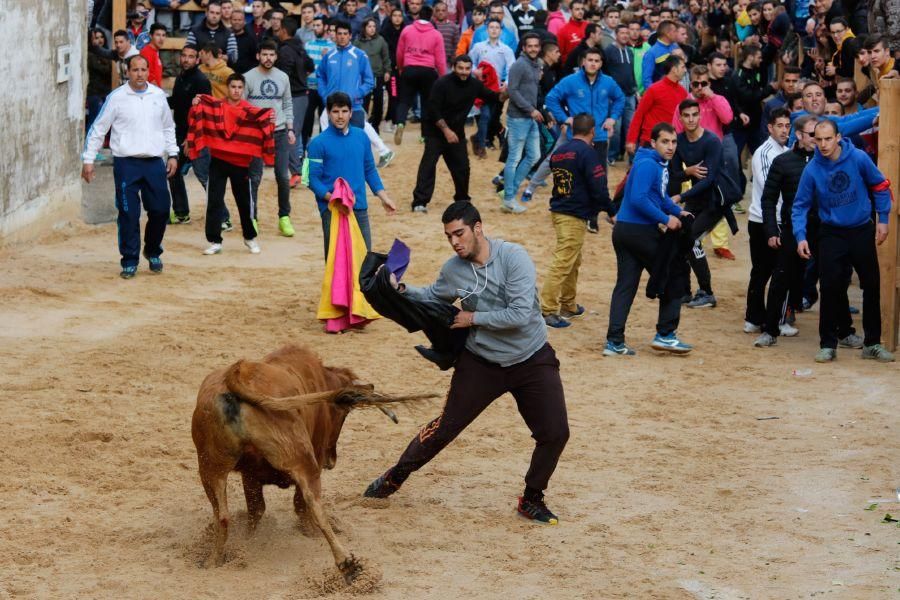 Encierros en Morales del Vino