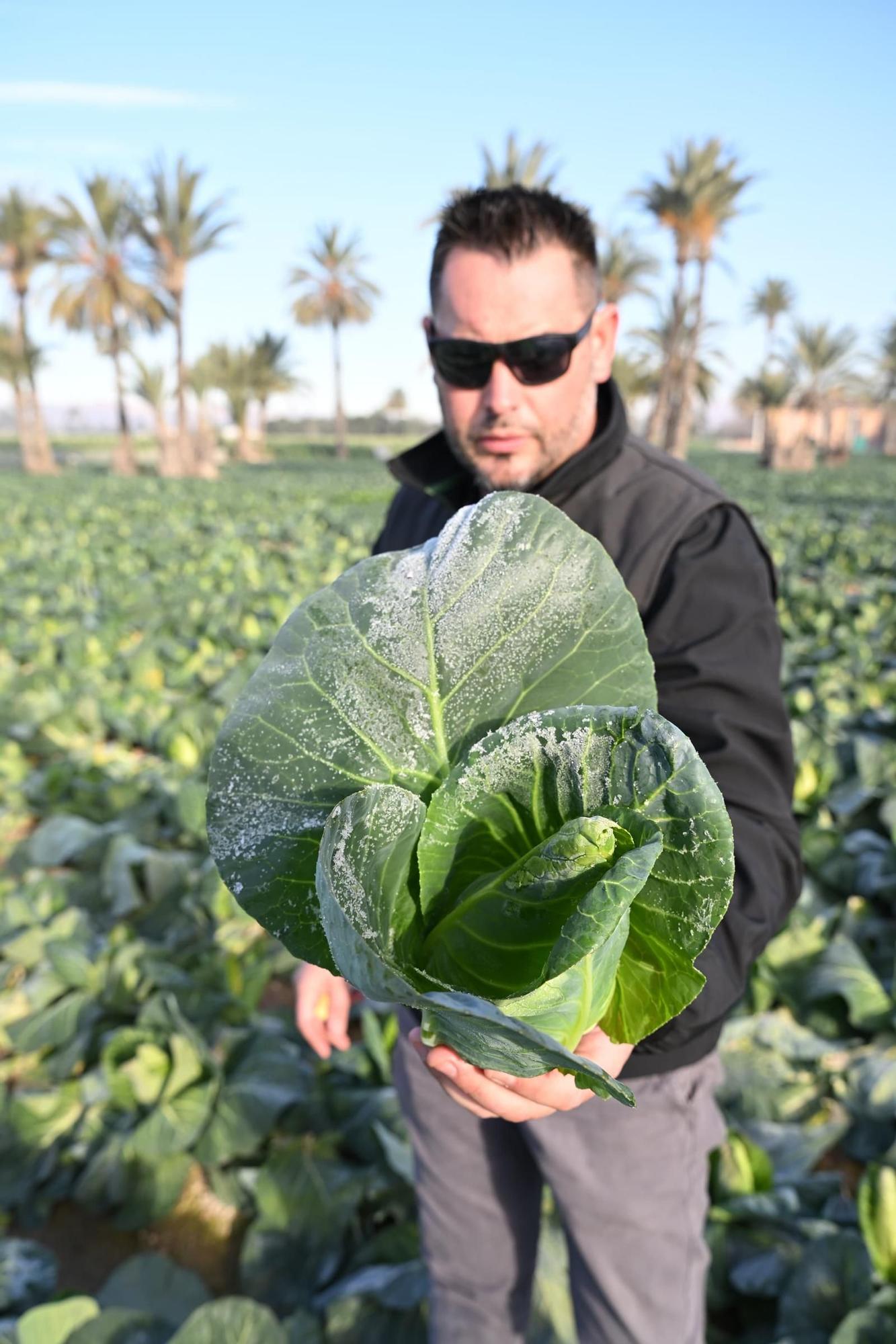 Así han amanecido muchos cultivos de la Vega Baja y el Camp d'Elx: bajo la escarcha