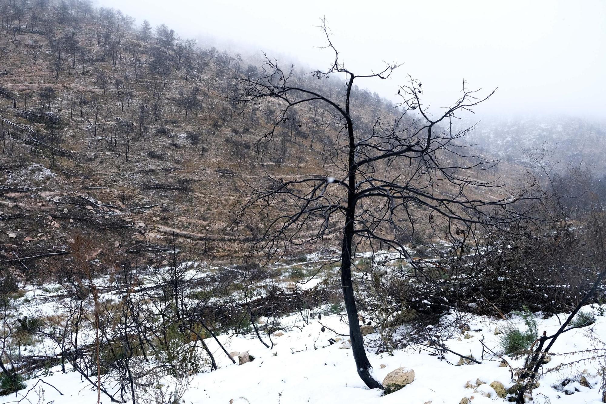 Nevada en el Alto Vinalopó