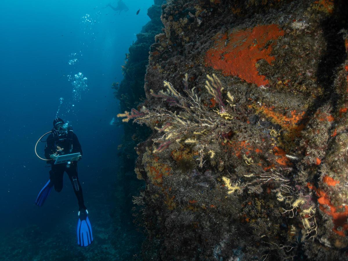 Voluntario de Observadores del Mar participando en un censo de mortalidad de gorgonias.