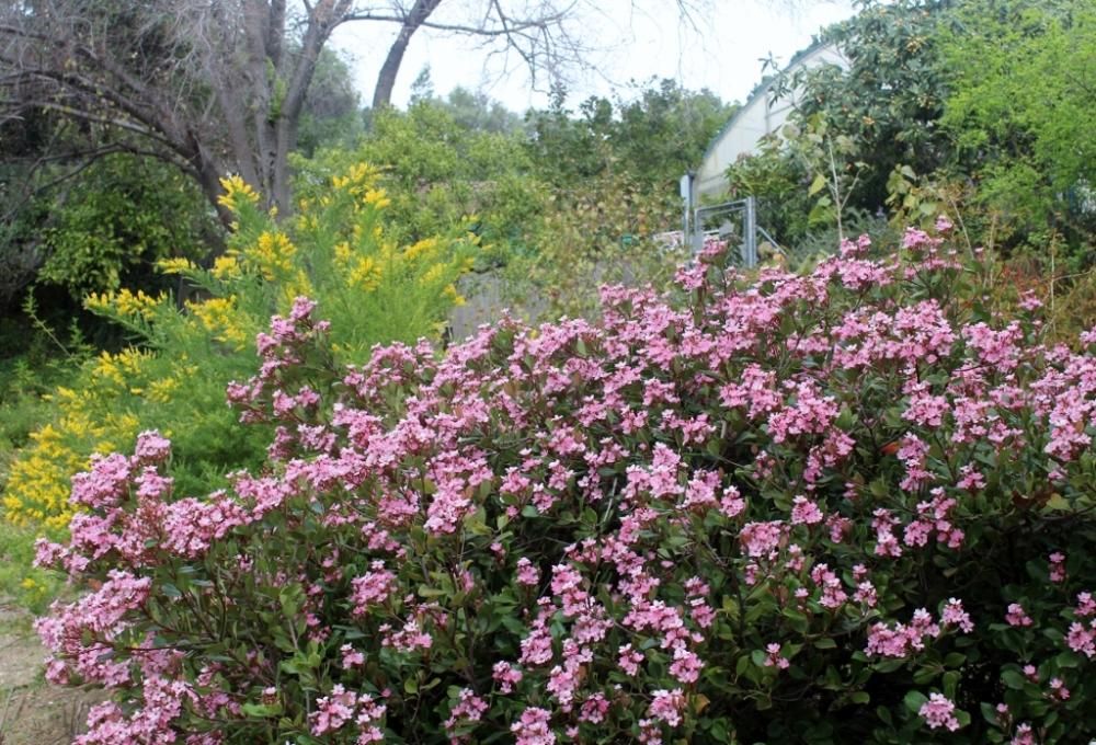 Floración en el Jardín de La Concepción.