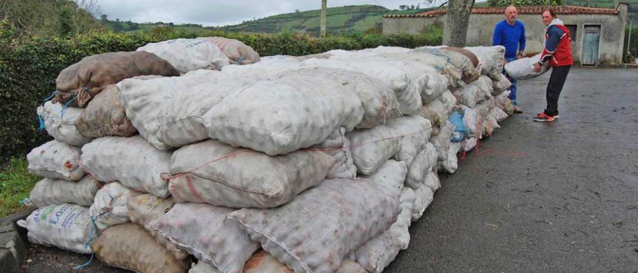 Silvino Naredo y Francisco Foncueva, que el año pasado sufrieron un robo, apilan sacos de manzanas en Sariego.