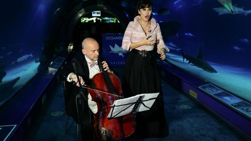 Concierto de Navidad entre belugas y tiburones en l&#039;Oceanogràfic