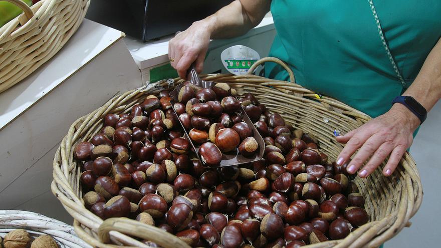 Calor y hongos amenazan con pérdidas de hasta el 70% en la producción de castaña