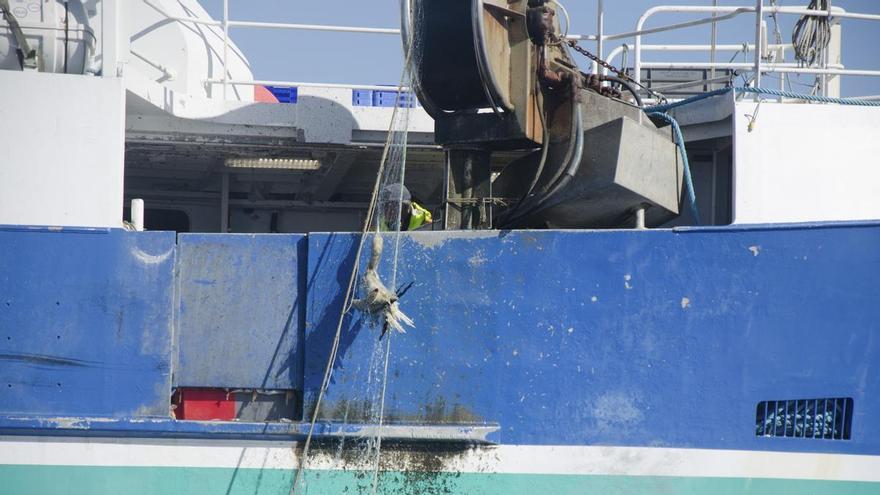 Demanda pionera contra Francia (y en el punto de mira España) por no proteger a las aves marinas del impacto de la pesca