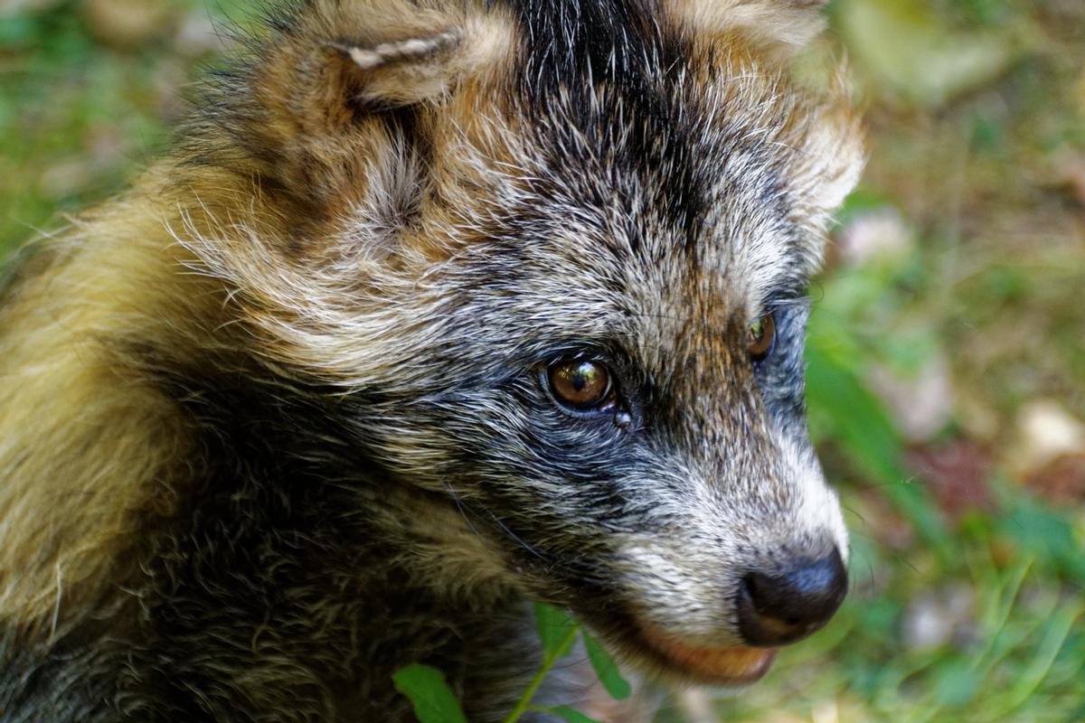 Perros mapaches: ¿Qué son?