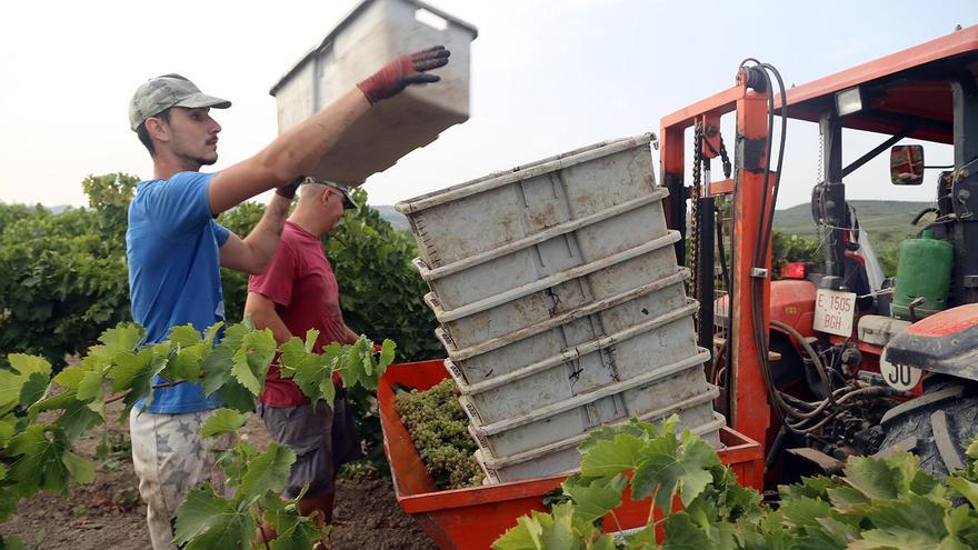 La vendimia de la uva Pedro Ximénez se adelanta seis días respecto a 2022