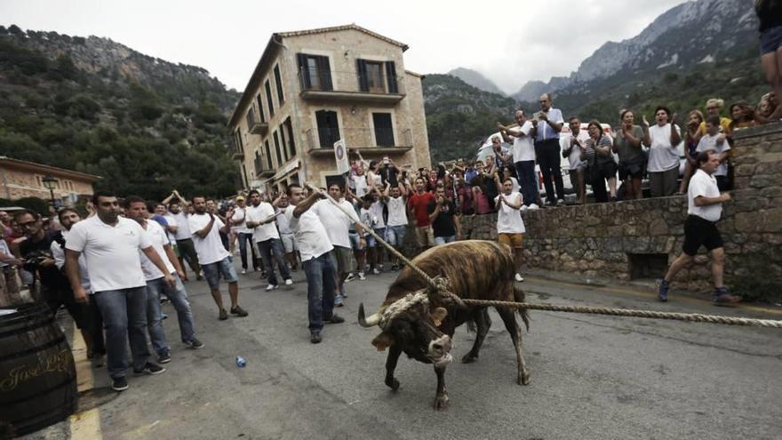 Esta imagen del &#039;correbou&#039; de Fornalutx ya no volverá a repetirse.