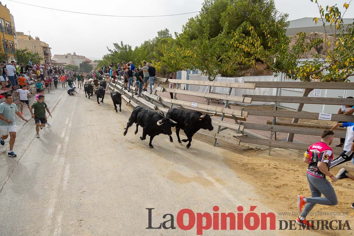 Primer encierro de la Feria Taurina del Arroz en Calasparra