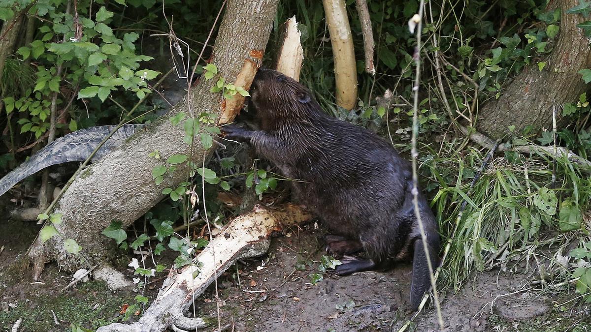 El castor se extiende por España debido a sueltas ilegales