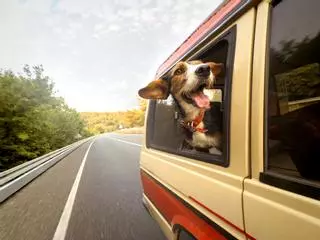Las claves de un etólogo para viajar con perros en el coche