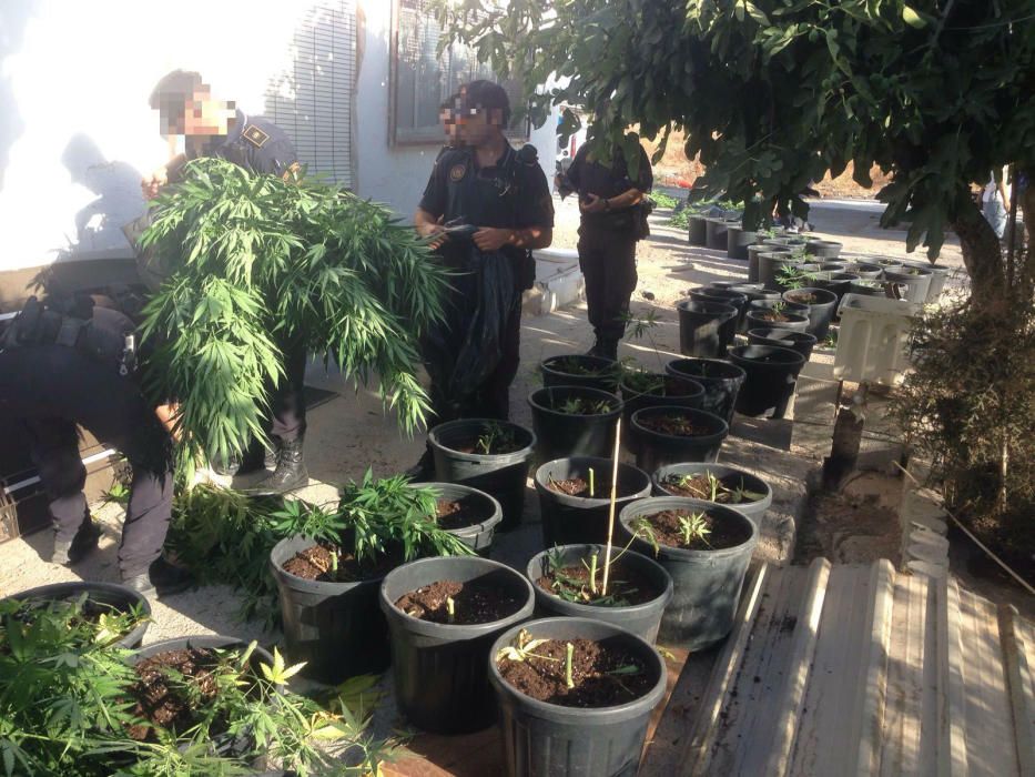 La Policía Local ha hallado cerca de 200 plantas, balanzas de precisión, una escopeta, dos hachas y un machete