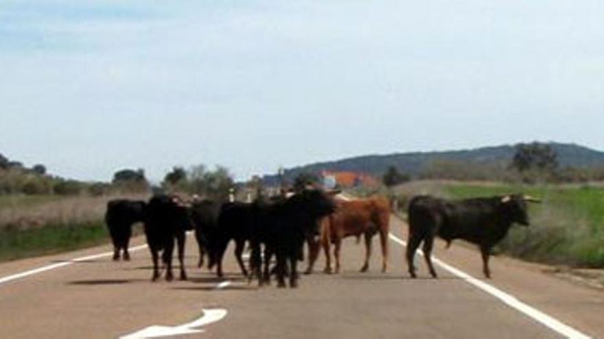 21 toros bravos sueltos tras un accidente siembran el pánico en Puebla de Obando