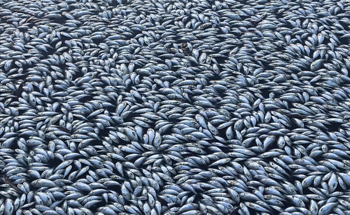 Este martes miles de peces han aparecido muertos en el río Darling, a la altura de Menindee (Australia). Según las autoridades locales, la muerte en masa de los peces se debe a la sequía que sufre el país.