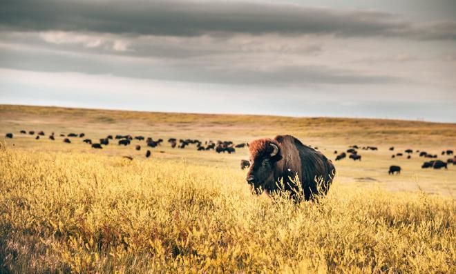 Bisonte en Estados Unidos