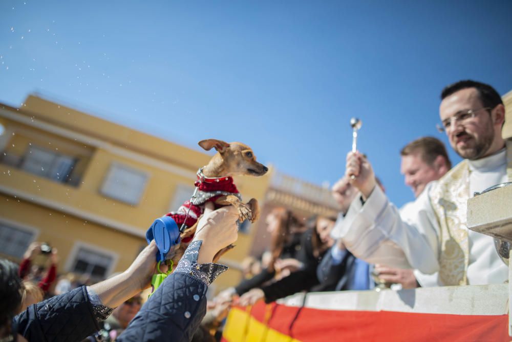 Cartagena celebra San Antón