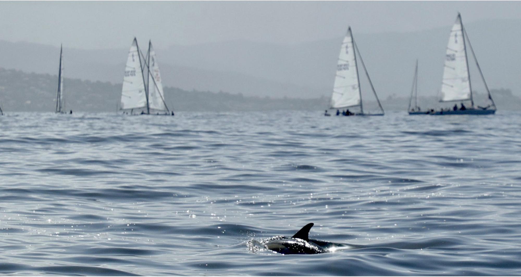 Los 'héroes' de Mundial de J80: liberan a un pequeño delfín atrapado en una red