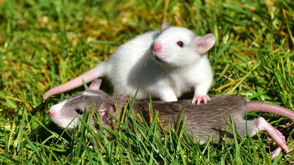 Las ratas tienen la capacidad de contar.