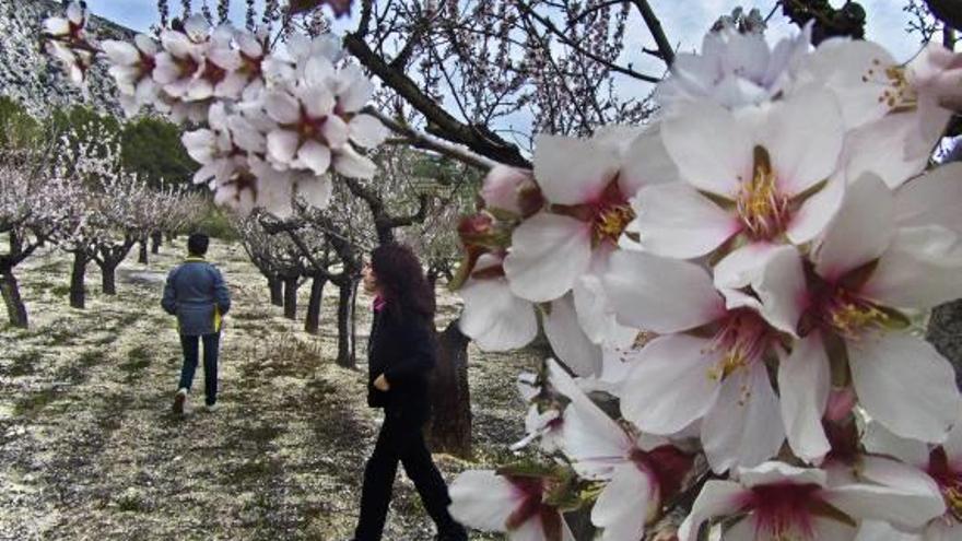 Almendros en flor en la comarca de El Comtat, en el interior de la provincia, el pasado mes de marzo.