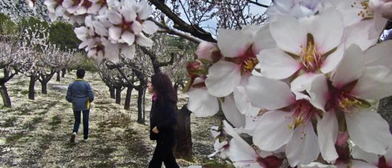 Almendros en flor en la comarca de El Comtat, en el interior de la provincia, el pasado mes de marzo.