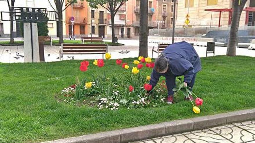 Enxampada arrencant les flors a Igualada