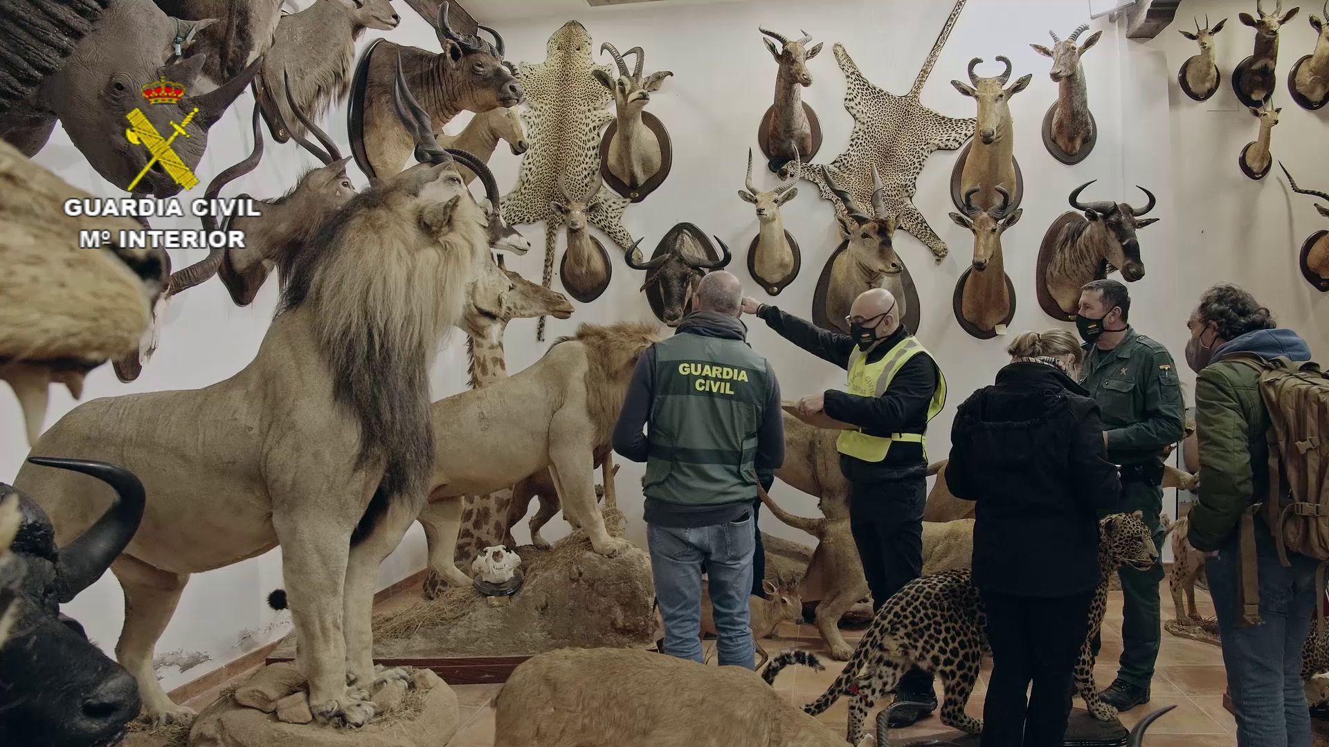Größte illegale Sammlung ausgestopfter Tiere in Spanien gefunden