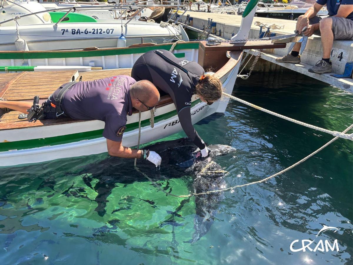 Rescats de fauna marina a la Costa Brava durant l'any passat