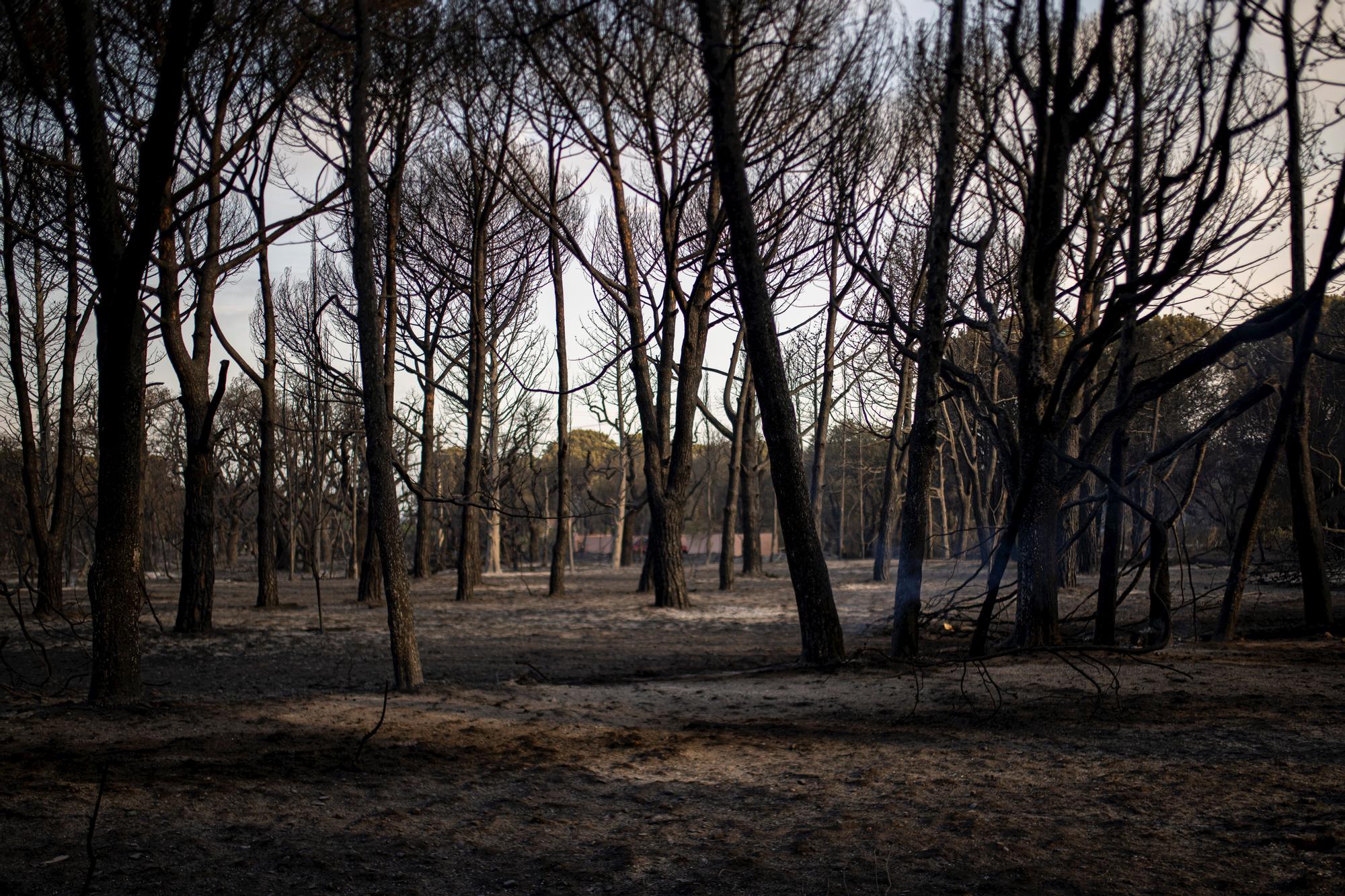 L'incendi de la Catalunya nord, en imatges