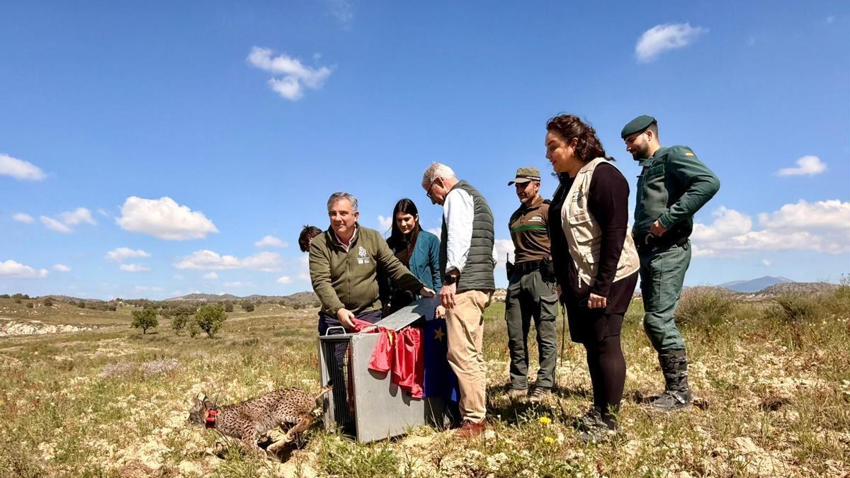 Video / Extremadura cede el lince Wonders a la Región de Murcia