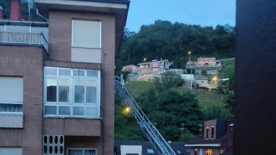 Mieres, en guerra contra la avispa asiática: 10.000 ejemplares capturados en dos meses