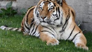 Un tigre siberiano