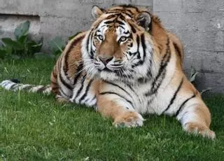 Llegan al Zoo Aquarium de Madrid dos tigres siberianos, especie en peligro de extinción